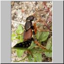 Staphylinus dimidiaticornis - Kurzfluegler 07 19mm.jpg